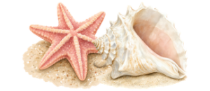 Pink starfish and seashells on a sandy background